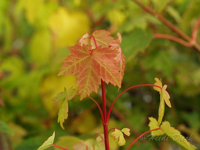 Acer glabrum.jpg - Acer glabrum